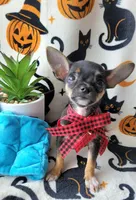 TEACUP TOBY, a male Chihuahua for sale in Fontana, CA – 4 of 8