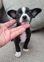 Max , a male Chihuahua for sale in Dallas, TX – 5 of 5