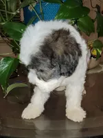 Max , a male Poodle - Toy  for sale in Moreno Valley, CA – 4 of 9