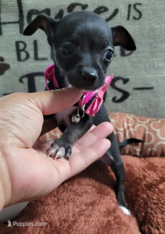 LIL TEACUP ZELDA  – Chihuahua puppy for sale in Santa Barbara, CA