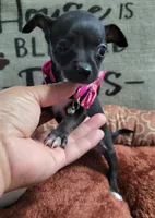 LIL TEACUP ZELDA , a female Chihuahua for sale in Santa Barbara, CA – 1 of 5