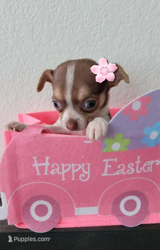 TEACUP MOLLY, a female Chihuahua for sale in Garland, TX – Photo 1 of 1