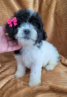 Clara, a female Poodle - Miniature  for sale in Fontana, CA – 2 of 7