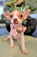 MITZI, a female Chihuahua for sale in Dallas, TX – 3 of 4