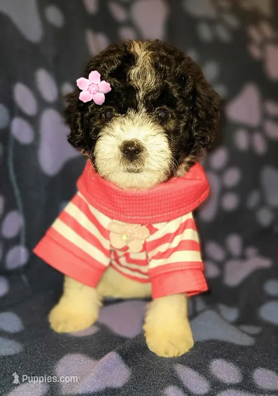 ROSY – Maltipoo puppy for sale in Covina, CA