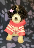 ROSY, a female Maltipoo for sale in Covina, CA – 1 of 7