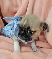 Molly, a female Pug for sale in Elizabeth, NJ – 3 of 7