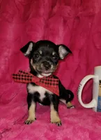 MUÑECO, a male Chihuahua for sale in Dallas, TX – 2 of 7