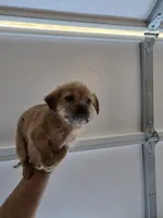 Benji, a female Norfolk Terrier for sale in Garland, TX – Photo 2 of 5