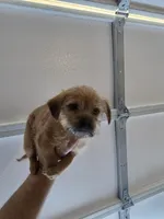 Benji, a female Norfolk Terrier for sale in Garland, TX – Photo 4 of 5