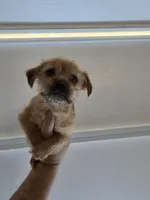 Benji, a female Norfolk Terrier for sale in Garland, TX – Photo 3 of 5