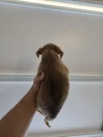 Benji, a female Norfolk Terrier for sale in Garland, TX – Photo 5 of 5