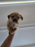 Benji, a female Norfolk Terrier for sale in Garland, TX – Photo 1 of 5