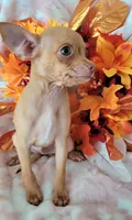 DEER HEAD MINITOYCANELO (DELIVERY AVAILABLE), a male Chihuahua for sale in Fontana, CA – 4 of 4
