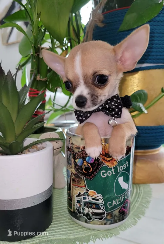 LIL TEACUP BANDIT – Chihuahua puppy for sale in Fontana, CA