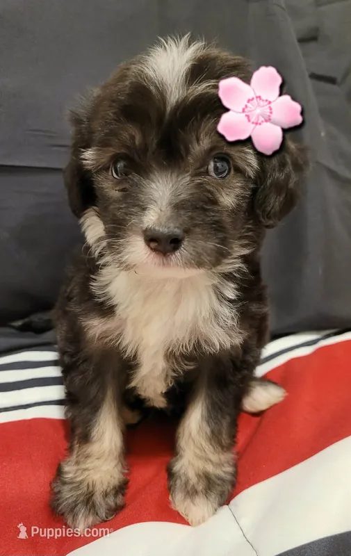 Mia – Maltipoo puppy for sale in Fontana, CA