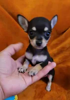 TEACUP  SAMMY( DELIVERY AVAILABLE), a male Chihuahua for sale in Fontana, CA – 4 of 4