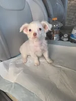 Snow, a female Pomchi for sale in Dallas, TX – Photo 4 of 7