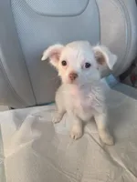 Snow, a female Pomchi for sale in Dallas, TX – Photo 3 of 7