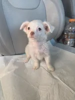 Snow, a female Pomchi for sale in Dallas, TX – Photo 2 of 7