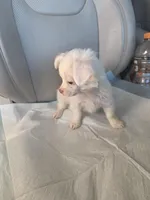 Snow, a female Pomchi for sale in Dallas, TX – Photo 5 of 7