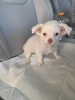 Snow, a female Pomchi for sale in Dallas, TX – Photo 7 of 7