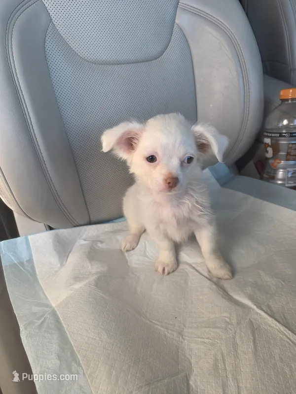 Snow – Pomchi puppy for sale in Dallas, TX