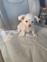 Snow, a female Pomchi for sale in Dallas, TX – Photo 6 of 7