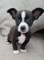 Max , a male Chihuahua for sale in Dallas, TX – 2 of 5