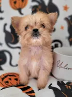 LIL TEACUP MORKIE 1, a male Morkie for sale in Moreno Valley, CA – 9 of 9