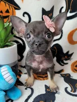 TEACUP LILI, a female Chihuahua for sale in Fontana, CA – 5 of 8