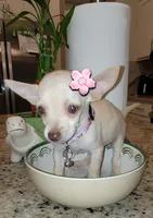 Lil lucy, a female Chihuahua for sale in Moreno Valley, CA – 8 of 10