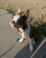 BRUNO, a male Boston Terrier for sale in Fontana, CA – 2 of 5