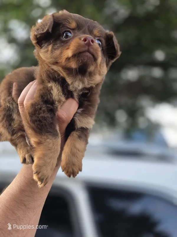 LONGCOAT ZELDA – Chihuahua puppy for sale in Dallas, TX