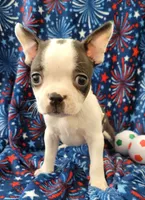 MUÑECO, a male Boston Terrier for sale in Dallas, TX – 6 of 7