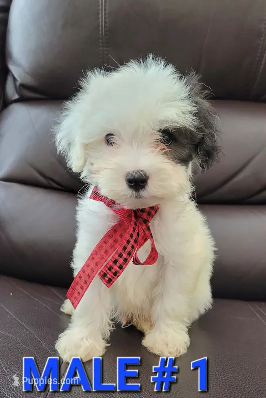 Max  – Maltipoo puppy for sale in Dallas, TX