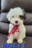 Max , a male Maltipoo for sale in Dallas, TX – 1 of 6