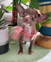 LIL TEACUP MITZI, a female Chihuahua for sale in Katy, TX – 8 of 10