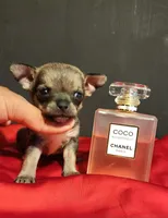 APPLEHEAD MITZI TEACUP, a female Chihuahua for sale in Fontana, CA – 3 of 3