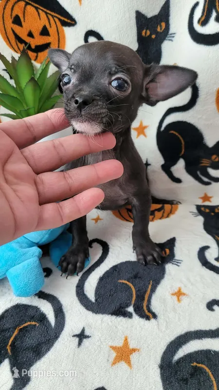 TEACUP ENZO – Chihuahua puppy for sale in Fontana, CA