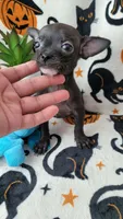 TEACUP ENZO, a male Chihuahua for sale in Fontana, CA – 1 of 7