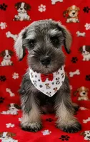 MINIATURE SCHNAUZER "OTTO", a male Miniature Schnauzer for sale in Fontana, CA – 2 of 3