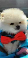 BEAR FACE ALVIN, a male Pomeranian for sale in Mesquite, TX – 1 of 5