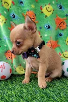LIL TINY JERRY, a male Chihuahua for sale in Dallas, TX – 4 of 7