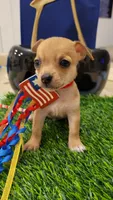 Max , a male Chihuahua for sale in Dallas, TX – 3 of 4