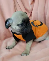 LIL OTIS, a male Pug for sale in Elizabeth, NJ – 3 of 6