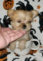 LIL TEACUP MORKIE 1, a male Morkie for sale in Moreno Valley, CA – 7 of 9