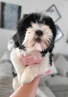 SASSY, a female Shih Tzu for sale in Dallas, TX – 3 of 4