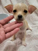 T-CUP TAQUITO, a male Chihuahua for sale in Dallas, TX – 4 of 4