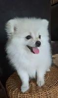 TINY MALE POMERANIAN , a male Pomeranian for sale in Fontana, CA – 2 of 3